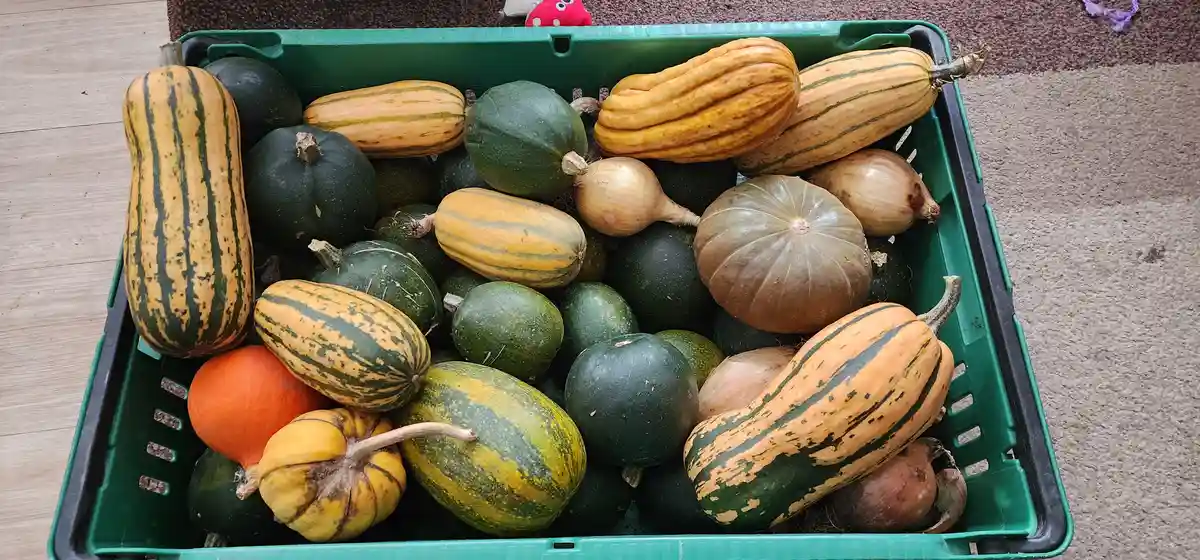 A green plastic crate overflowing with various types of squash and pumpkins, including striped yellow and green varieties…