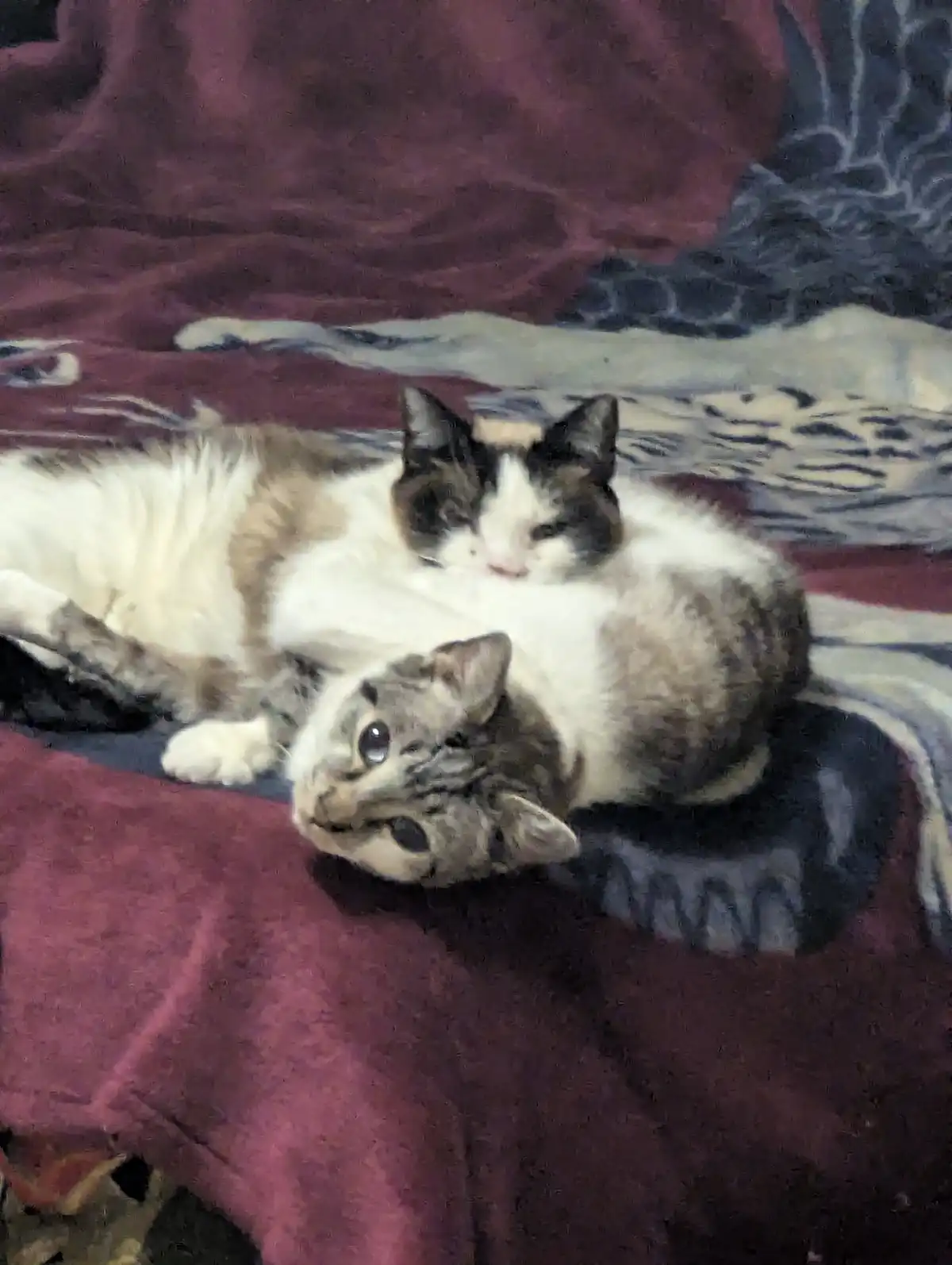 Two cats are lying on a patterned blanket; one is curled up and sleeping with eyes closed, while the other is lying on its…