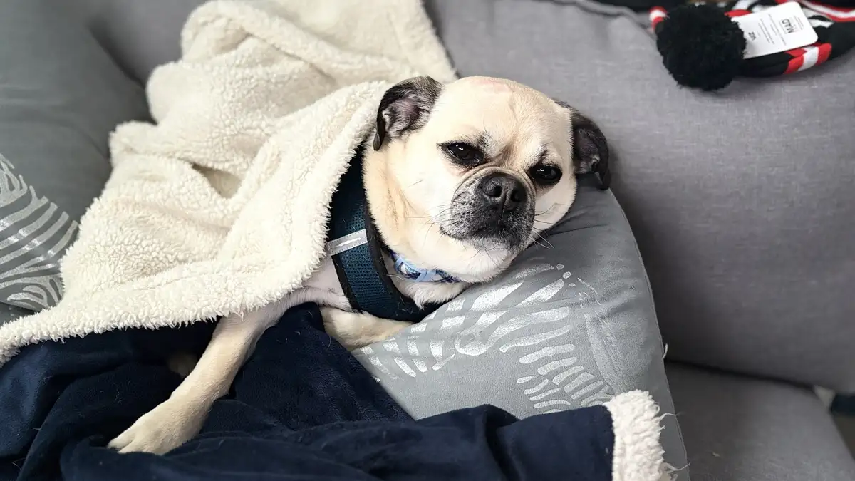 A pug dog with a sad, tired expression lies on a grey couch, partially covered by a white fluffy blanket and a dark blue…