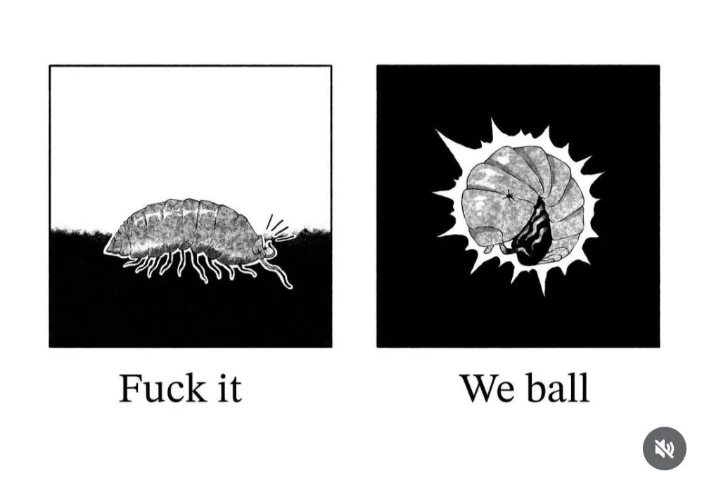 The image shows two panels: the left depicts a woodlouse crawling on soil with the text 'Fuck it', and the right shows the…