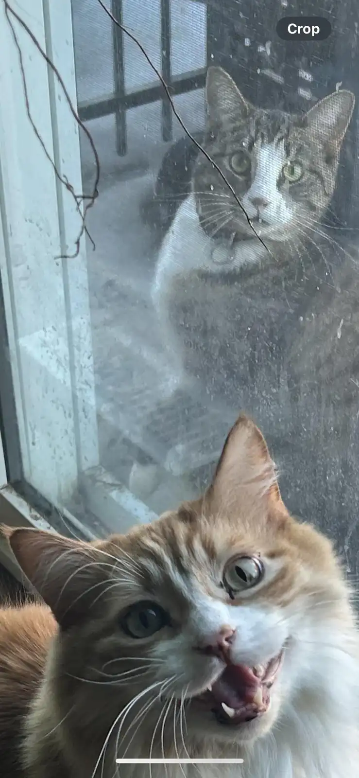 A close-up of an orange and white cat indoors with its mouth open in a yelling expression, looking at a tabby and white cat…
