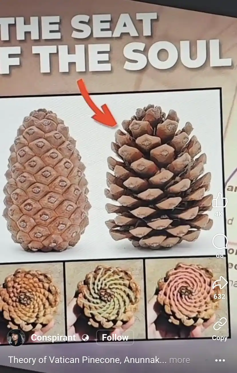 An image displays two pinecones side by side, with a red arrow pointing to the right one. Below are three close-up photos…