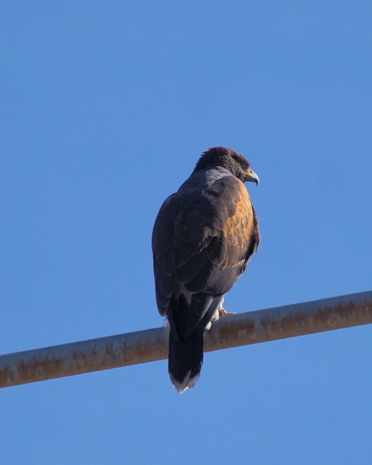 A large bird of prey, likely a hawk or eagle, is perched on a rusty metal pole against a clear blue sky. The bird is shown…