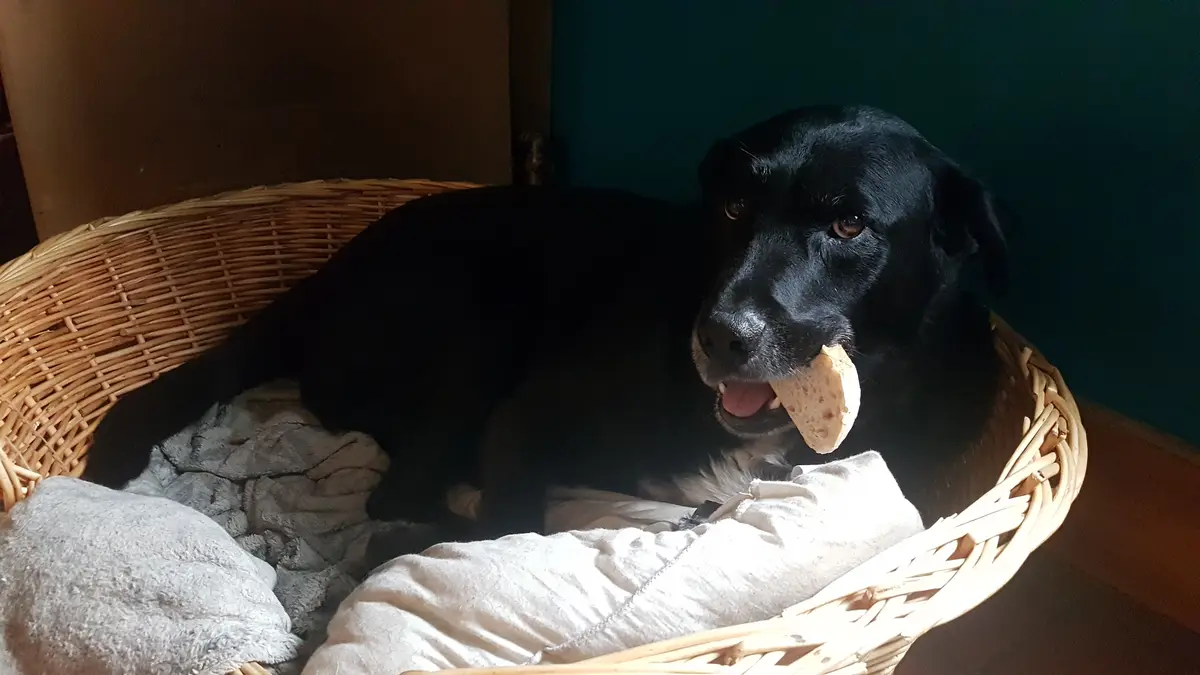 A black dog with a white chest is lying in a wicker basket lined with blankets, holding a piece of bread in its mouth and…