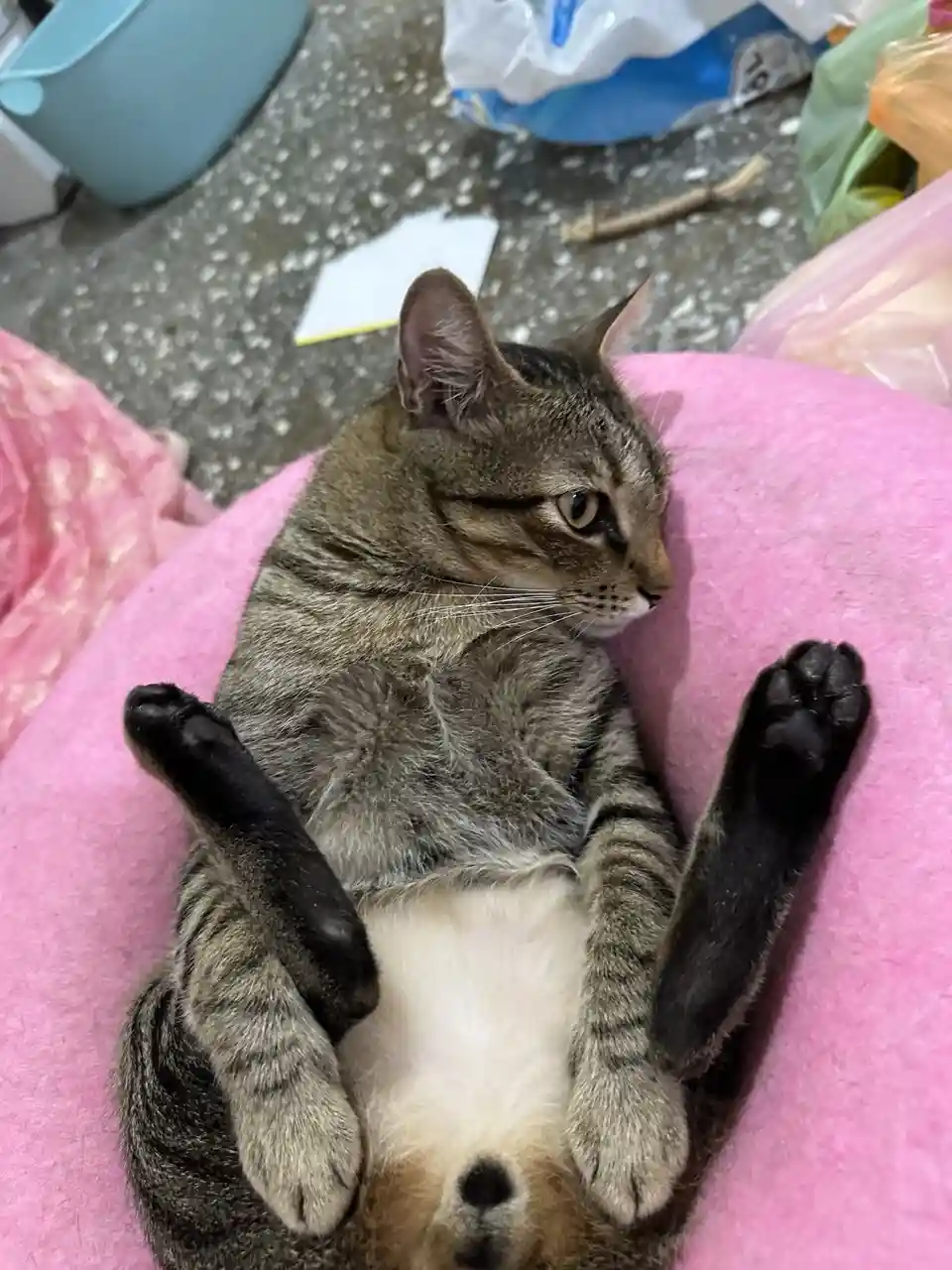 A tabby cat with a white belly is lying on its back on a pink blanket, paws up in the air, looking away with a relaxed but…