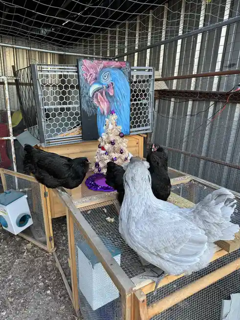 Several chickens, including a prominent white one and black ones, are gathered in a wire-mesh coop, staring intently at a…