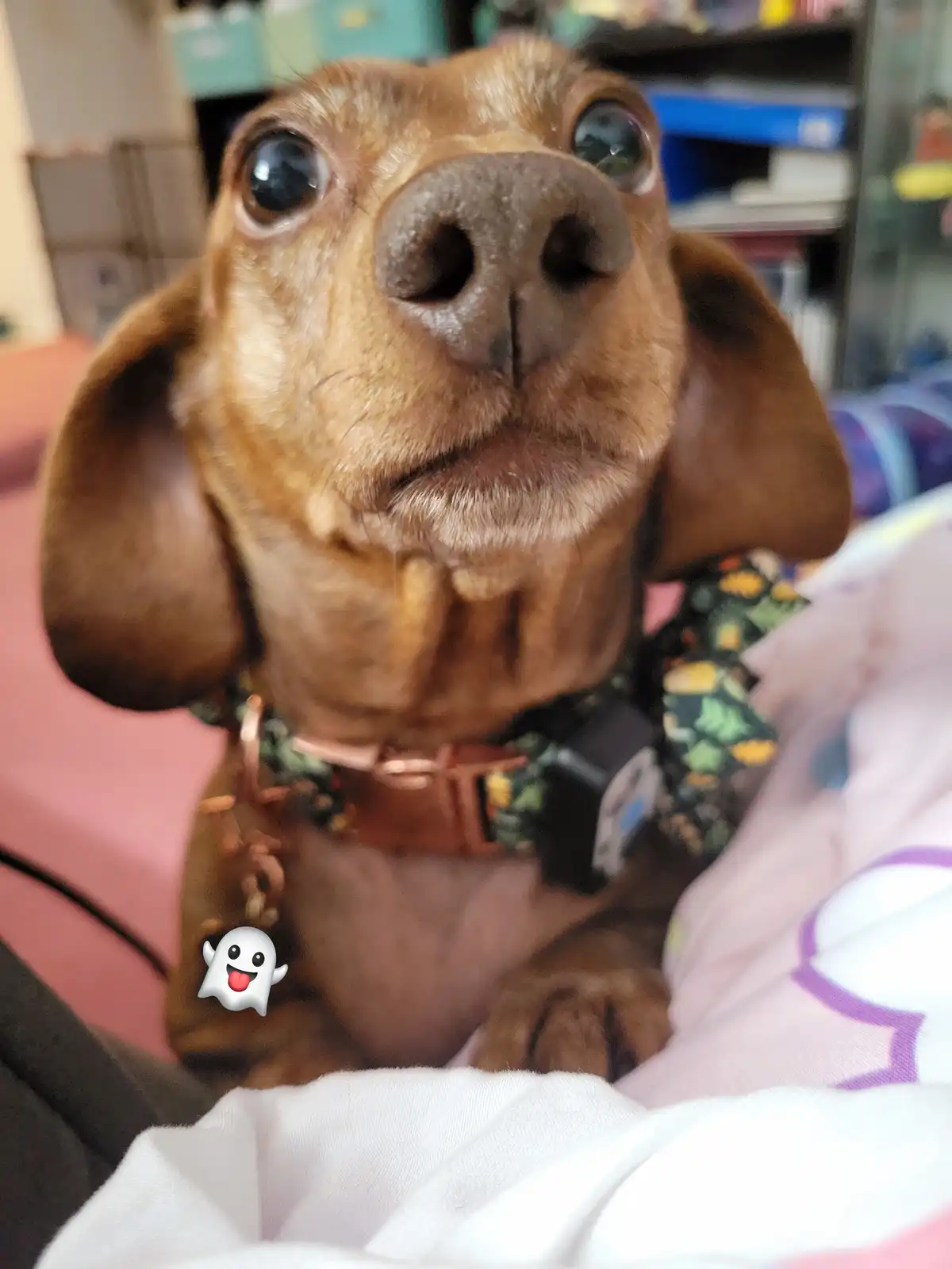 Meet my pup Tiger Lilly - #698
