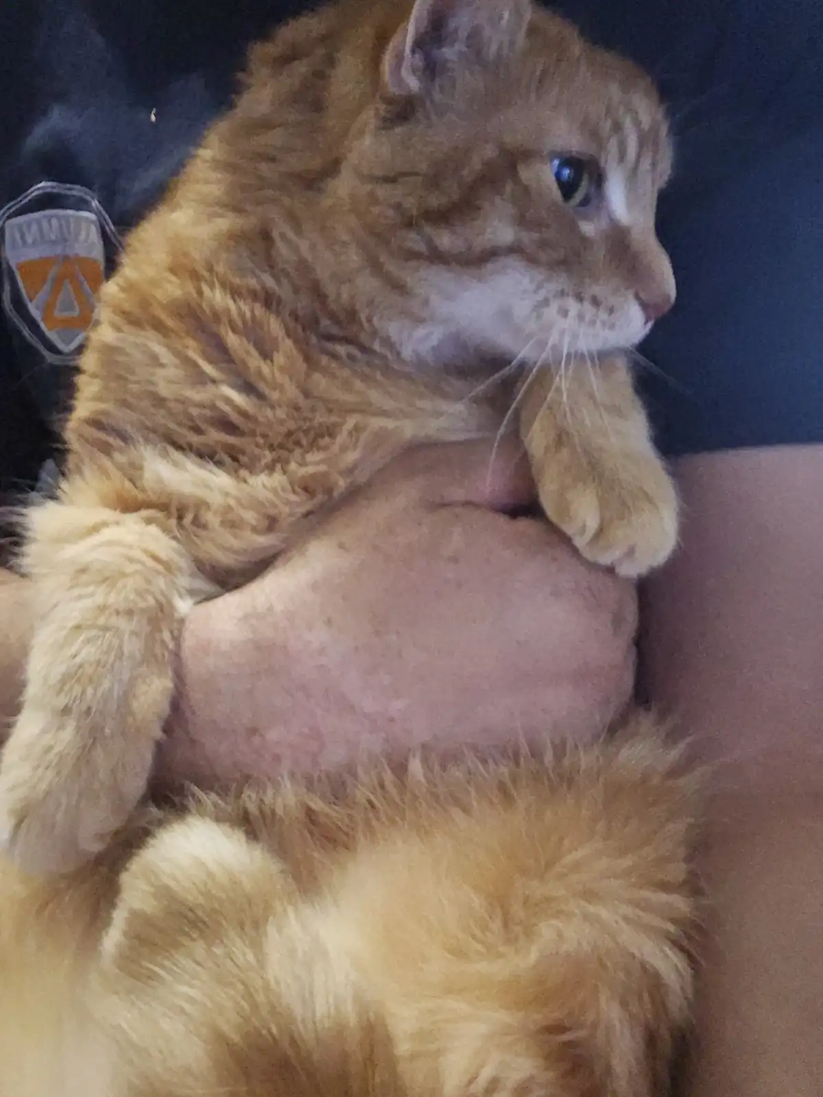 An orange tabby cat is being held in someone's arms, looking away with a calm expression. The person holding the cat wears a…