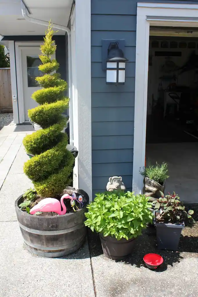 An outdoor garden scene shows a spiral topiary tree in a wooden barrel planter with a pink plastic flamingo and decorative…