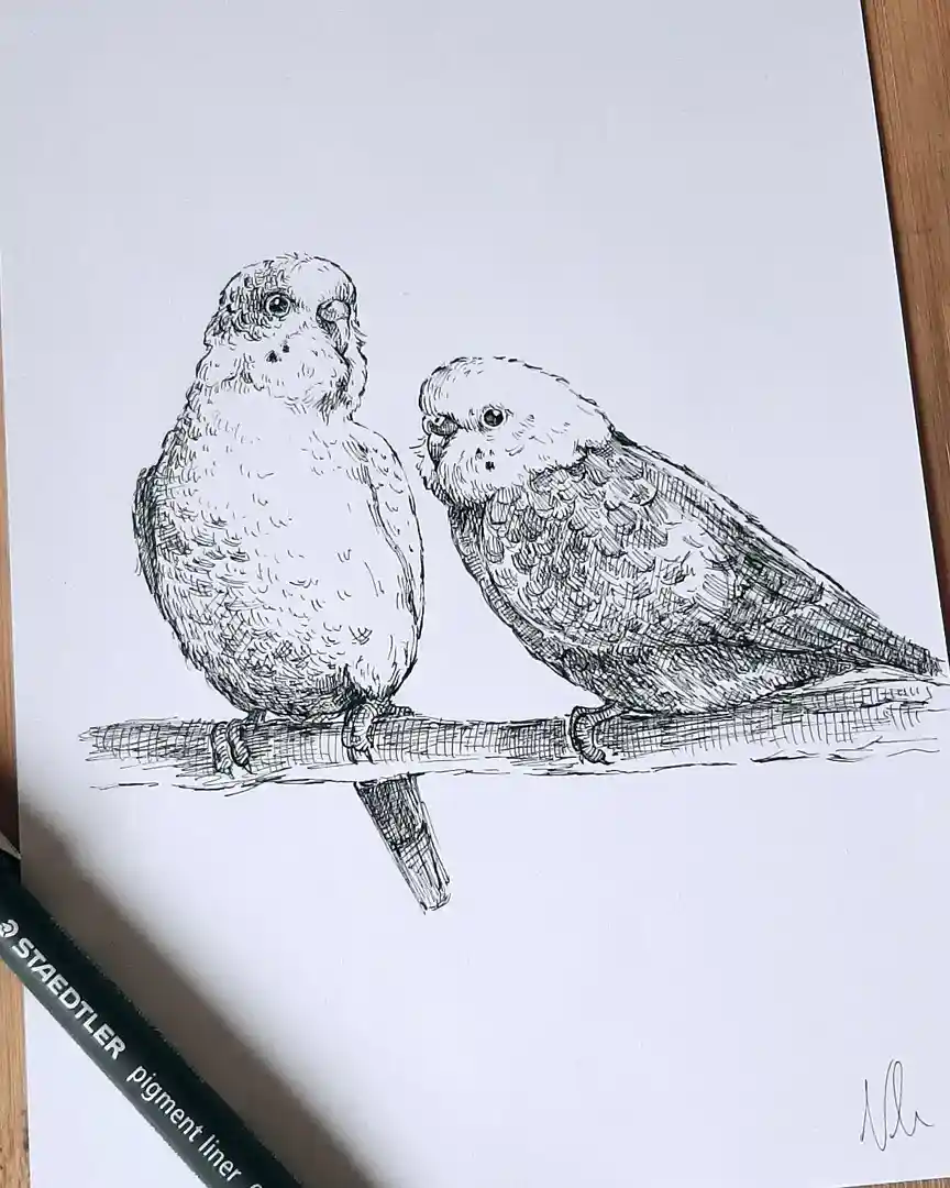 A detailed black-and-white ink drawing shows two small birds, likely budgerigars, perched side-by-side on a branch. The bird…