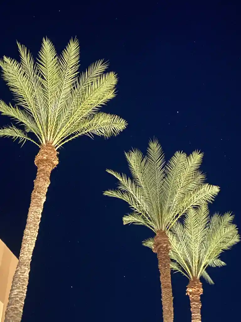 A nighttime photo shows three palm trees silhouetted against a dark blue sky with visible stars. The trees are illuminated…
