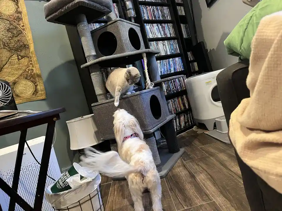 A fluffy white dog stands on its hind legs, looking up at a grey cat perched on a multi-level cat tree. The cat, with one…