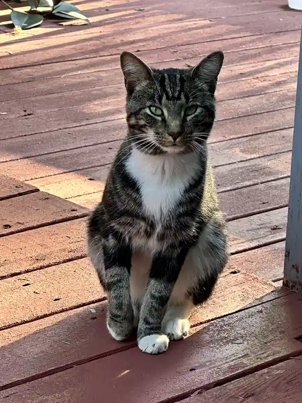 Meet the new feline replacement!
