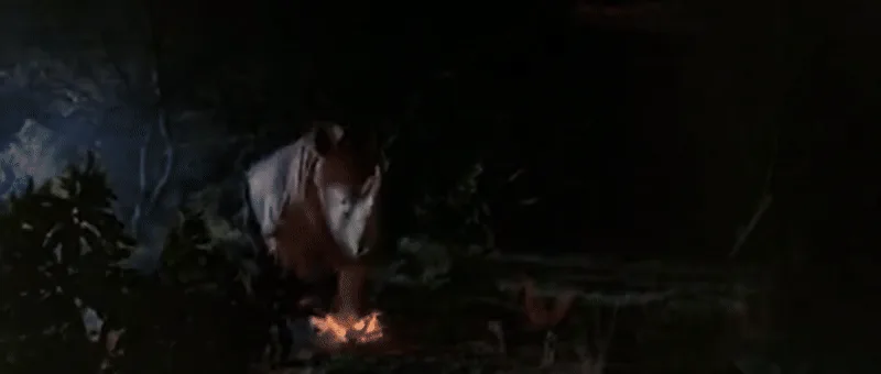 A sequence of three images shows a rhino in a dark, forested area at night, initially standing near a small fire, then…