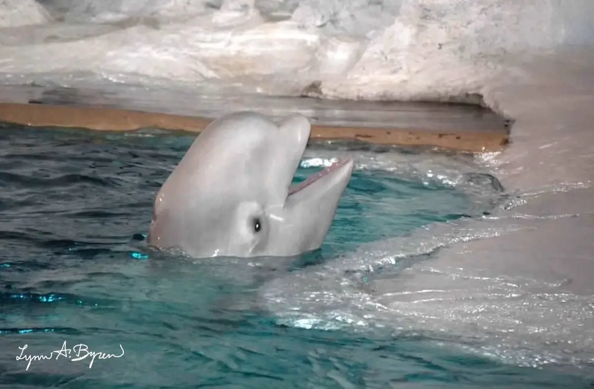A beluga whale's head is visible above the water in an enclosure, its mouth slightly open. The overlaid text reads 'i'm not…