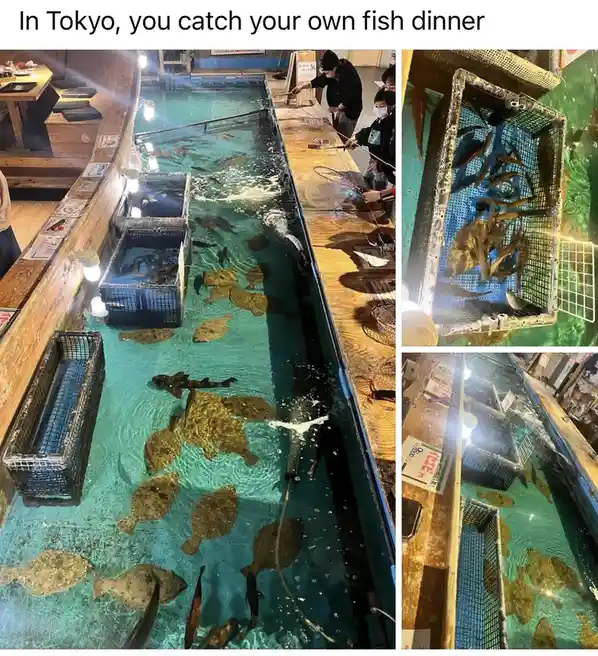 A collage of photos showing people using nets to catch fish from a large, shallow indoor tank filled with various fish…