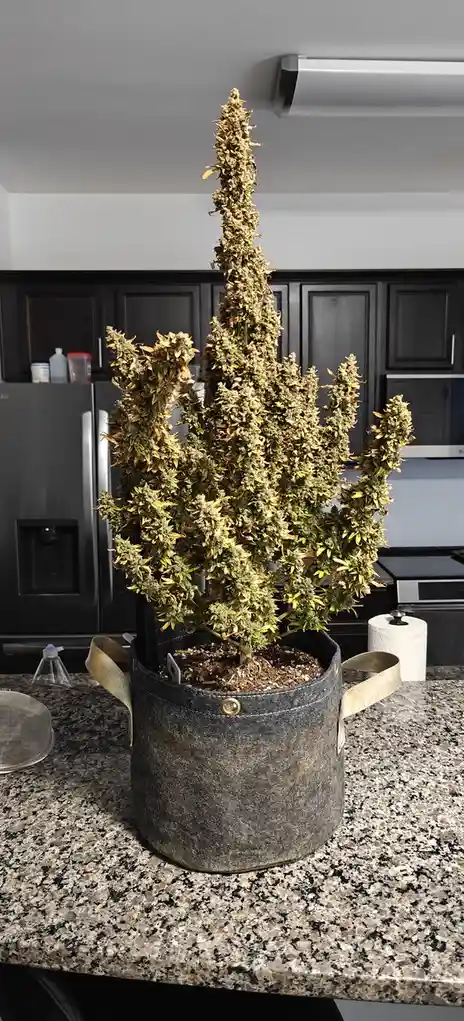A dried cannabis plant with large, dense buds sits in a dark gray felt pot on a granite kitchen counter. The plant's…