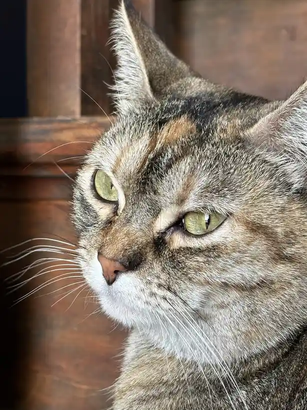 A close-up photo of a tabby cat with green eyes and a grumpy expression, looking off to the side with narrowed eyes and a…