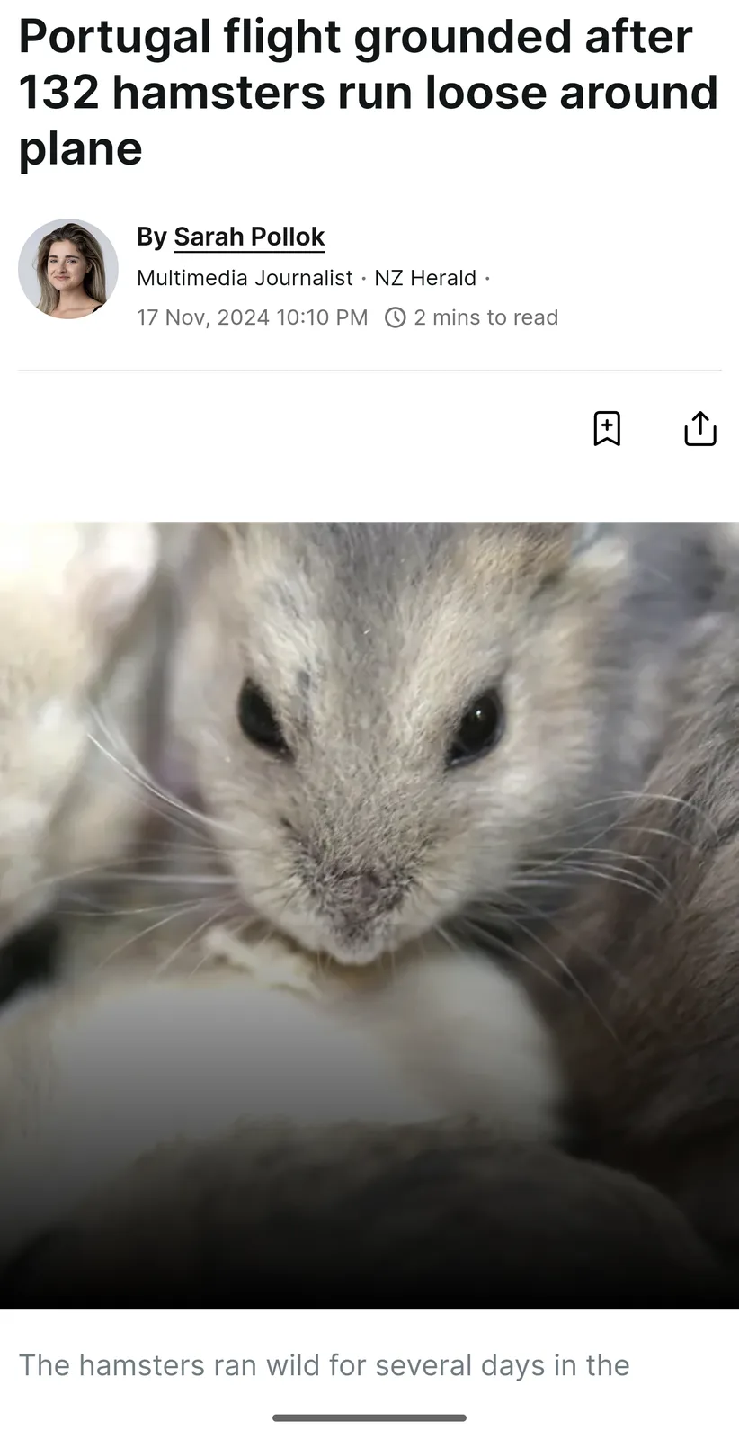 The image displays a close-up of a small, gray hamster with dark eyes and long whiskers, looking directly at the camera…