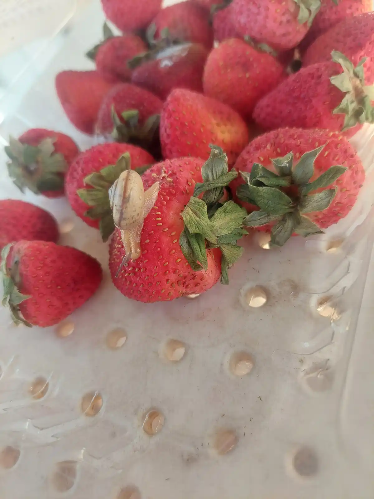 A small snail with a light brown shell is crawling on a single red strawberry, which is nestled among many other fresh…