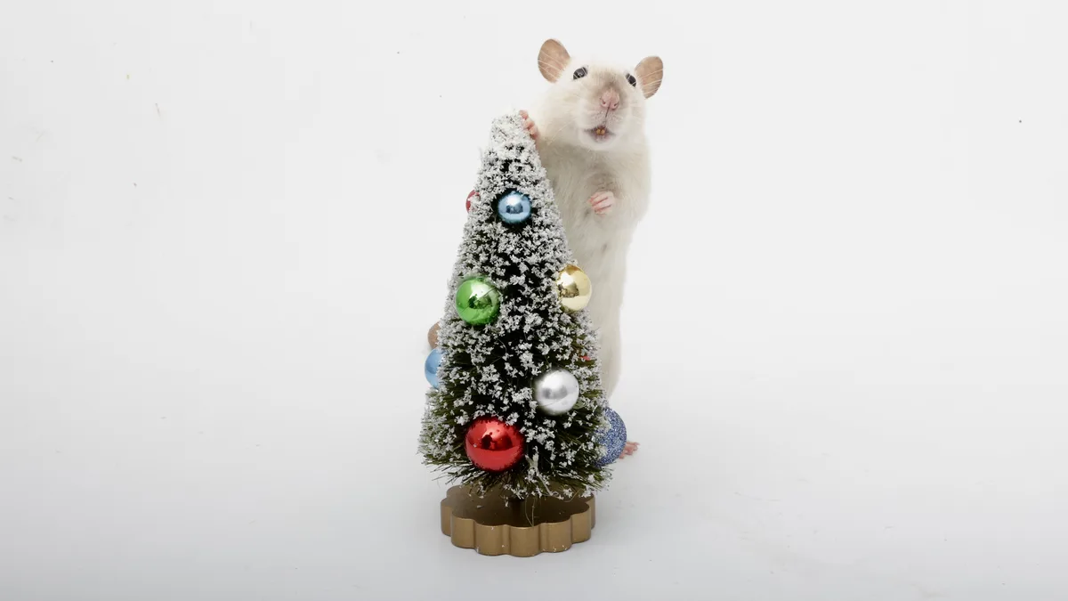 A white rat stands upright beside a small, decorated Christmas tree with colorful ornaments and artificial snow, looking…