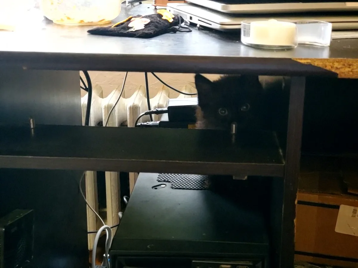 A small black kitten with wide, startled eyes peeks out from under a cluttered desk, surrounded by cables, a computer tower…
