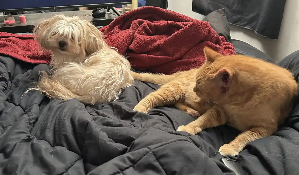 A fluffy, light-colored dog and an orange tabby cat are lying on a black bedspread next to a red blanket. The dog looks…