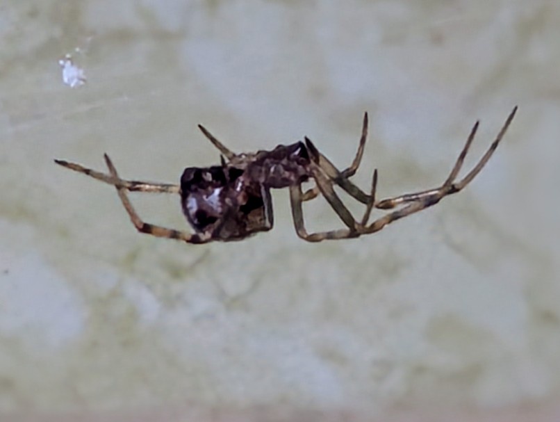 A close-up photo of a small spider with long, thin legs and a dark, patterned abdomen, suspended on a web against a light…
