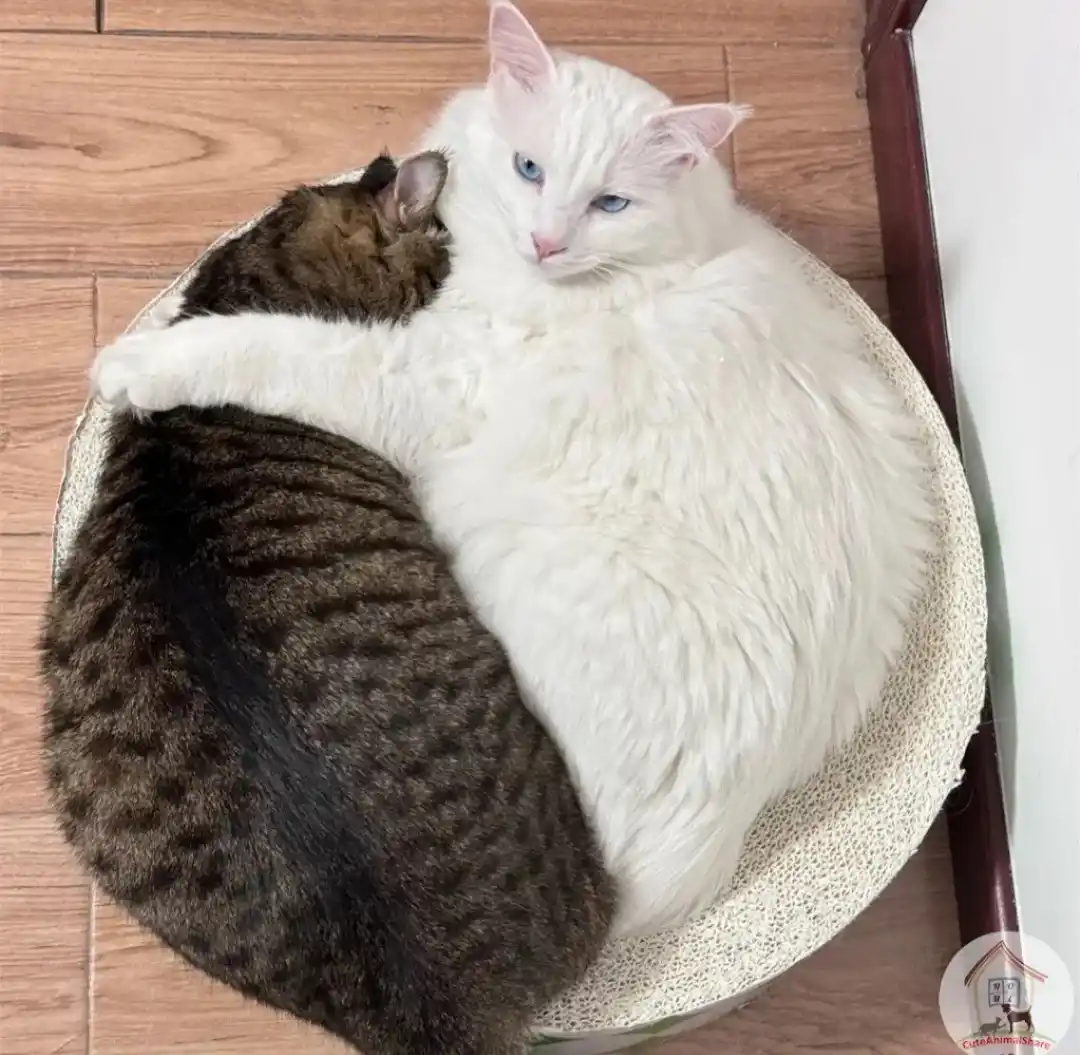 A fluffy white cat with blue eyes lies in a round cat bed, looking unimpressed while a brown tabby cat curls up against its…