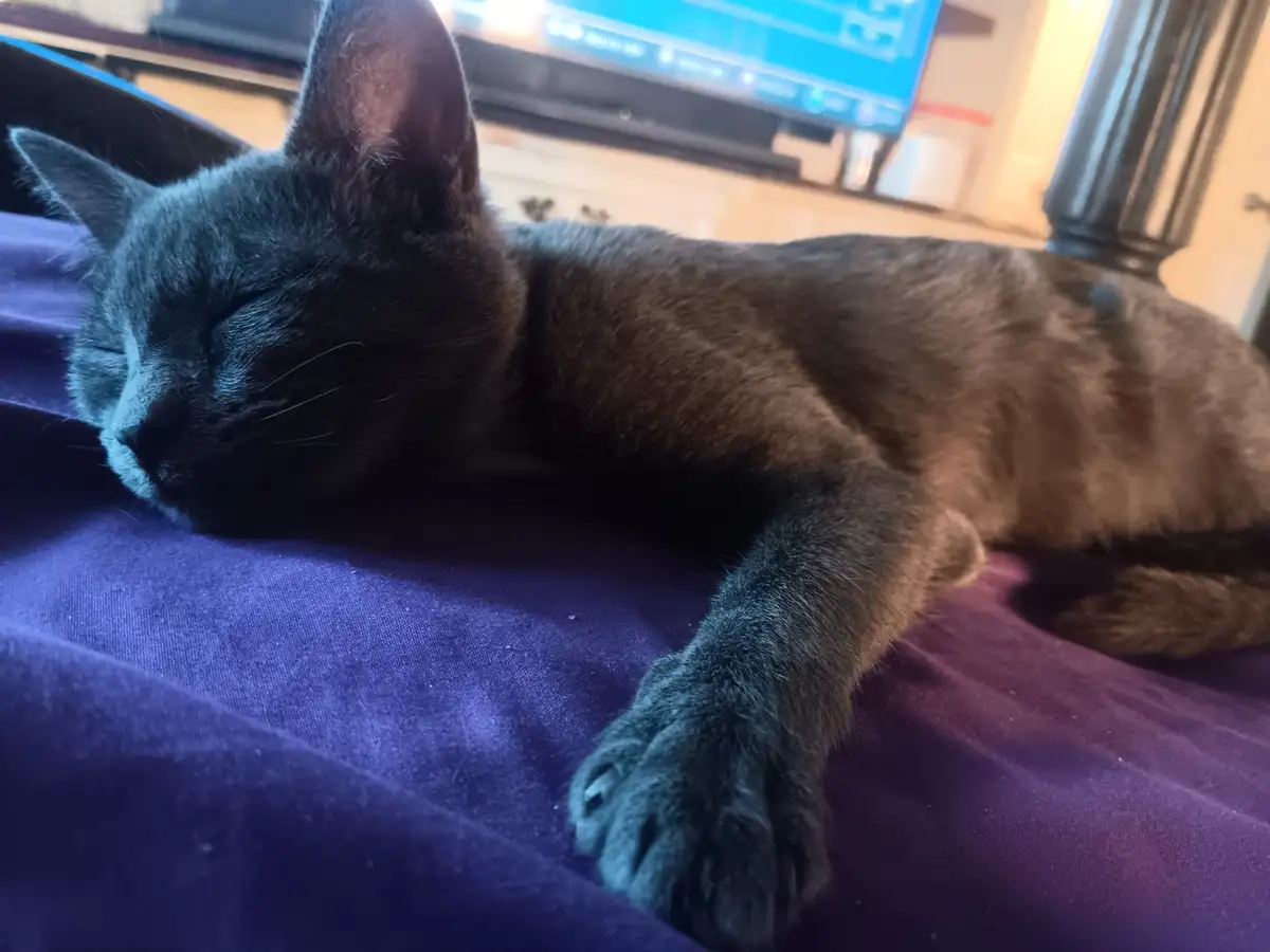 Meet Baby Berry and Her Electrifying Lightning Tail