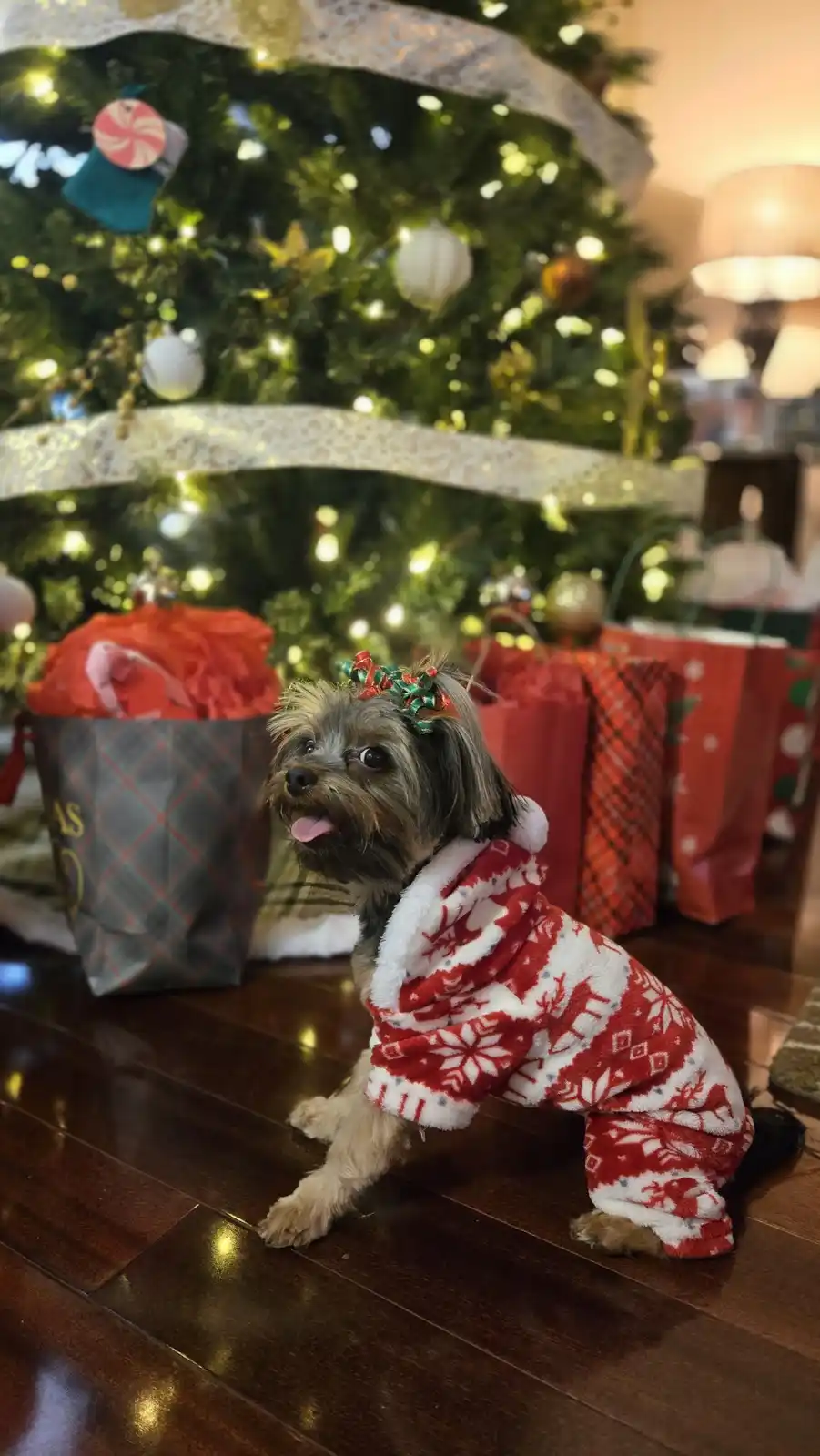 A small, fluffy dog wearing a red and white holiday-themed onesie with reindeer and snowflake patterns, and a green and red…