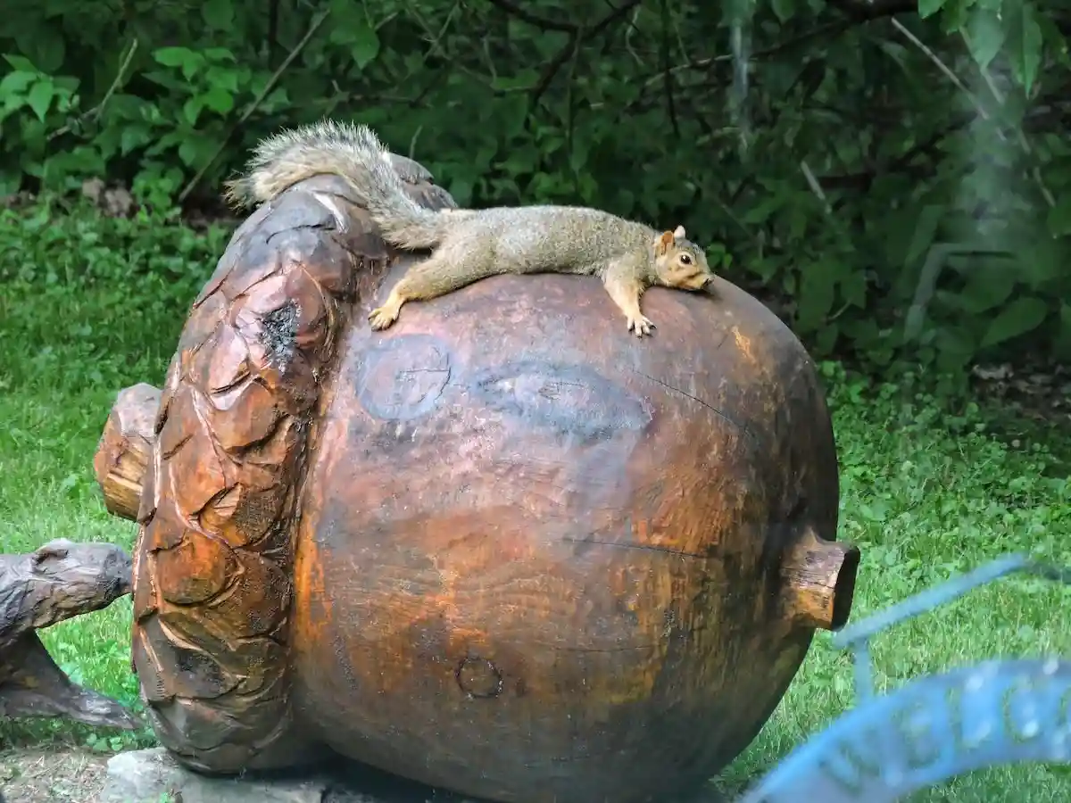 A squirrel is lying stretched out on top of a large wooden sculpture of an acorn, appearing relaxed and unbothered. The…