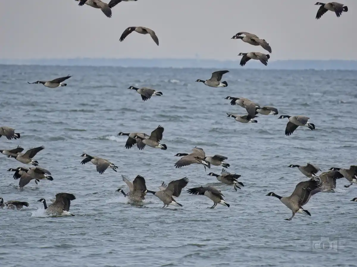 A large flock of Canada geese is captured mid-flight over a vast body of water, with some birds just taking off from the…