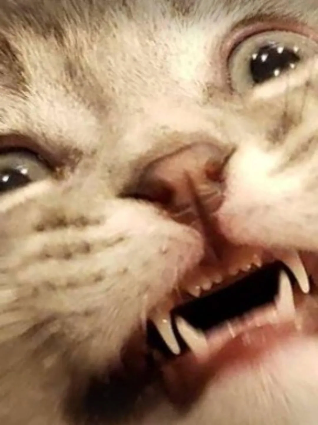 A close-up photo of a cat with wide, startled eyes and its mouth open, showing sharp teeth and a slightly bloody nose. The…