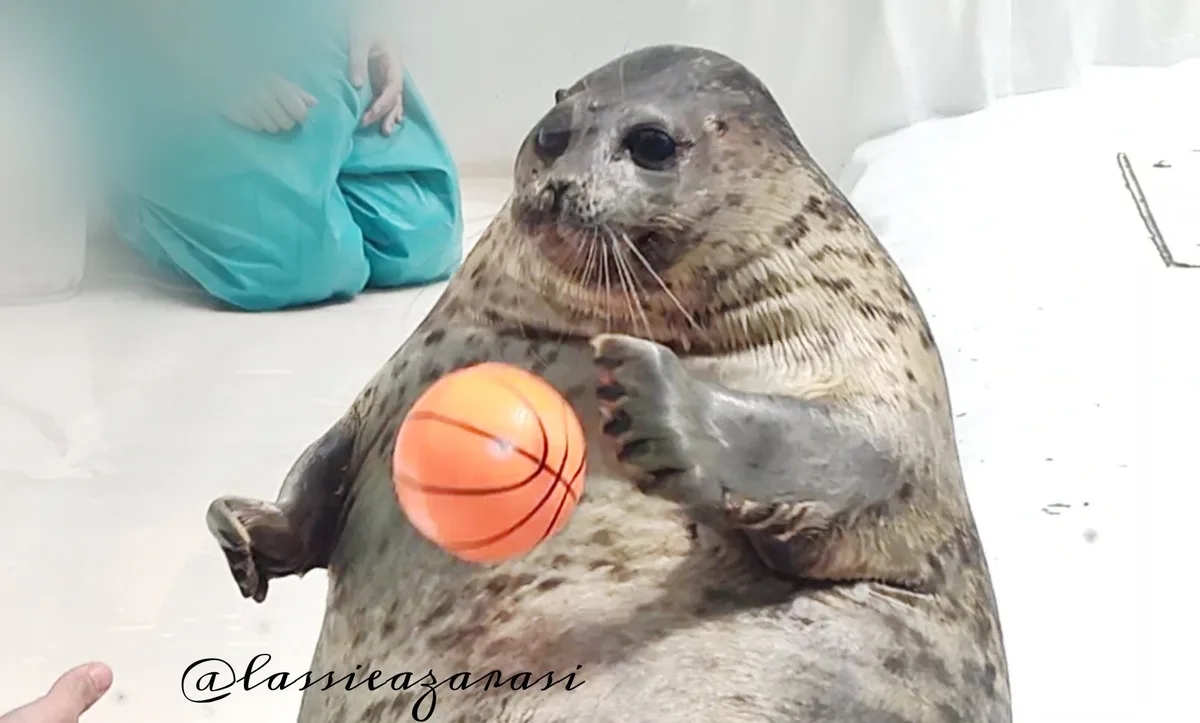 A close-up of a spotted seal sitting upright on a white floor, holding a small orange basketball with both flippers. In the…