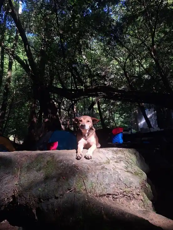 A brown dog sits relaxed on a large mossy log in a forest, with camping tents visible in the background under dense trees…