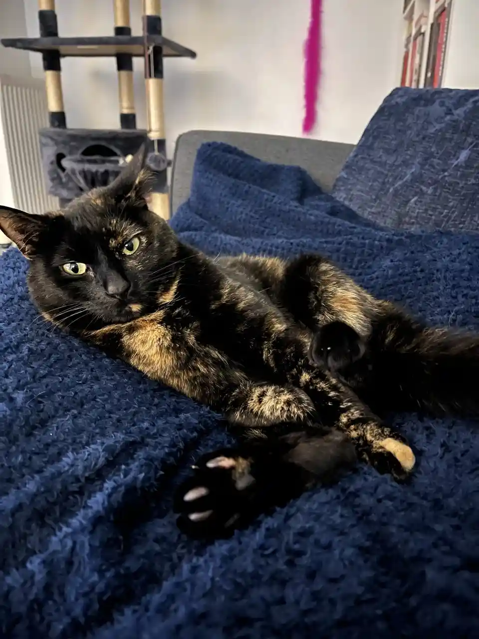 A tortoiseshell cat with black and orange fur lies sprawled on a plush blue blanket on a couch, looking directly at the…