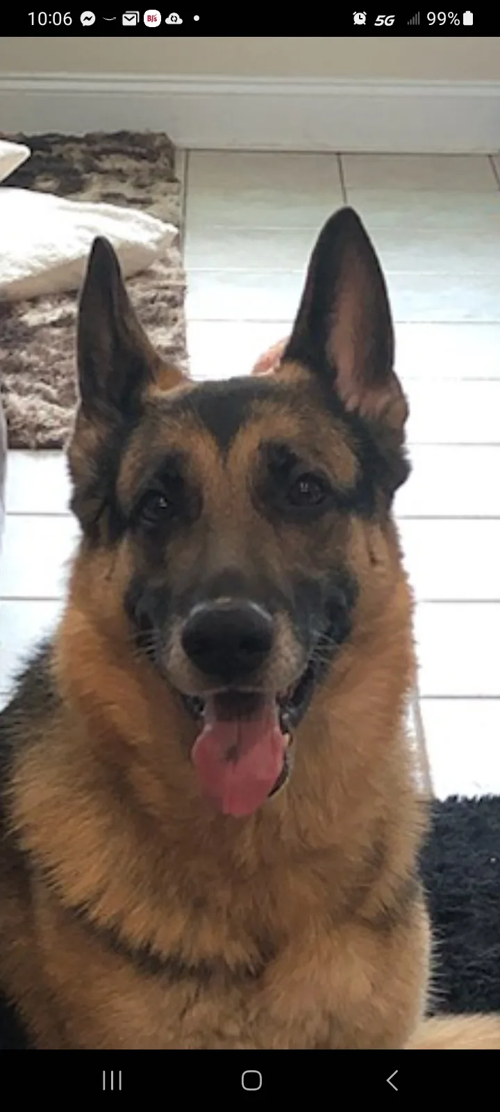 A close-up photo of a German Shepherd dog with its tongue out, looking directly at the camera. The dog has typical black and…