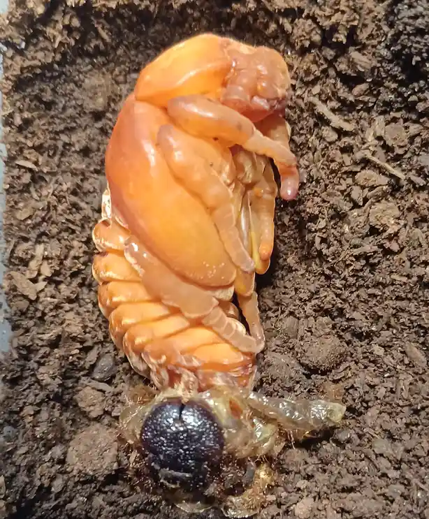 A close-up photo shows a translucent orange grub-like insect, possibly a beetle larva, partially emerging from dark soil…