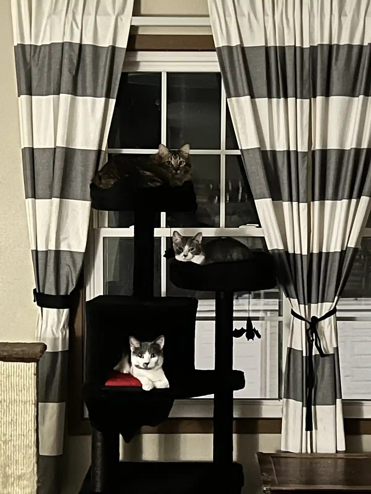 Three cats are lounging on different levels of a black cat tree positioned in front of a window with gray and white striped…