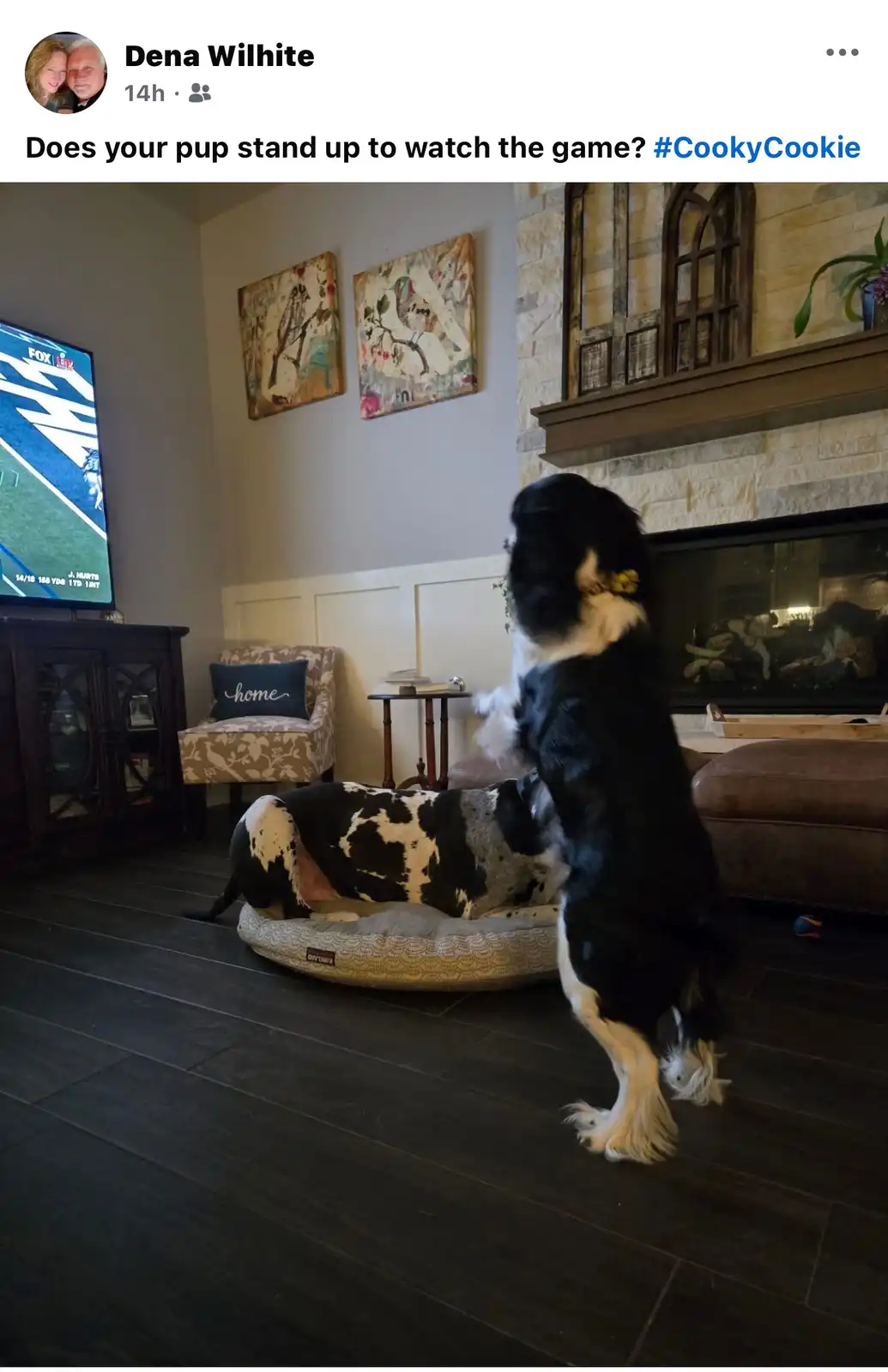 A black and white dog stands upright on its hind legs in a living room, facing a TV displaying a football game, while its…