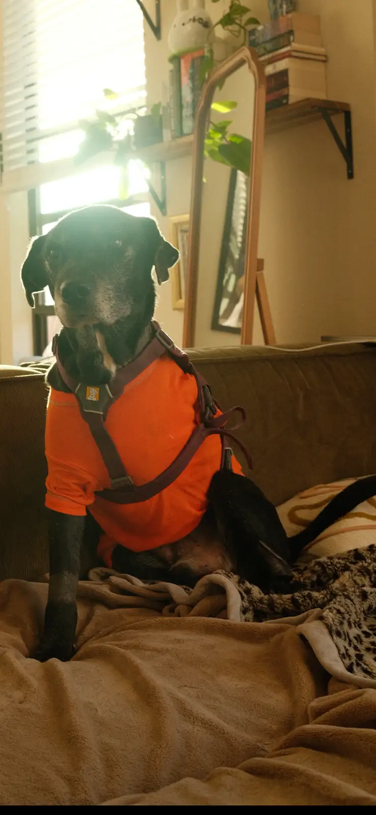 A black dog with some white fur on its muzzle sits upright on a brown couch covered with blankets, wearing an orange t-shirt…