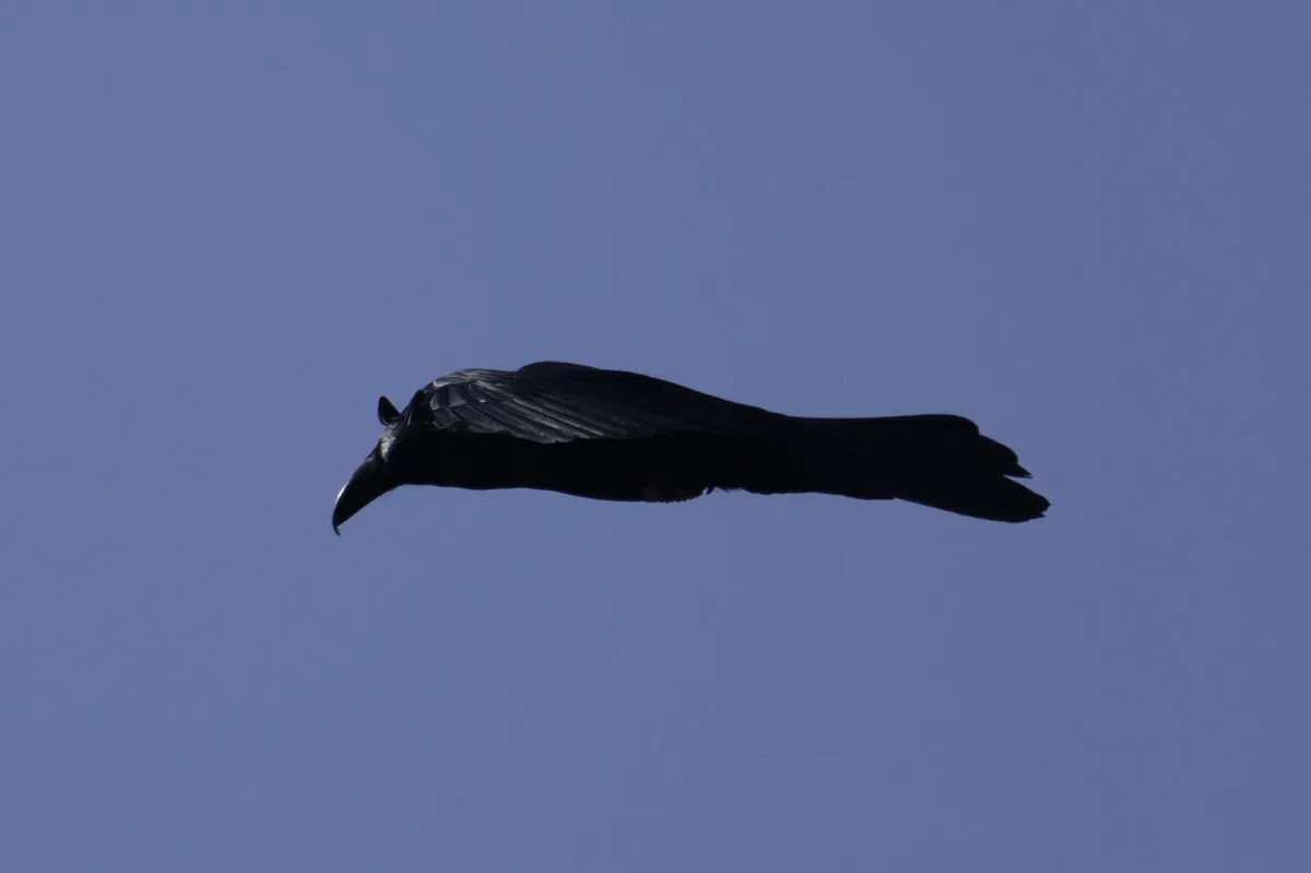 A black bird, likely a crow or raven, is silhouetted against a clear blue sky while in flight, wings spread wide. The image…