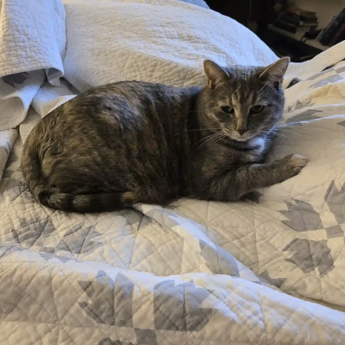 A gray tabby cat with a white chest is lying curled up on a white and gray patterned quilted bedspread, looking directly at…