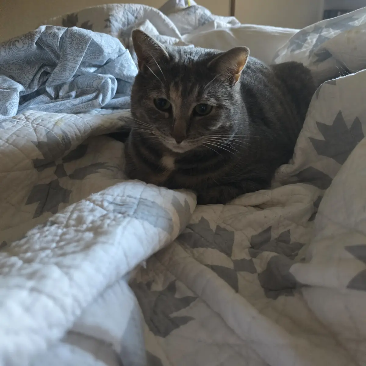 A gray tabby cat with a stern, unimpressed expression sits nestled in a rumpled bed covered with white and gray patterned…