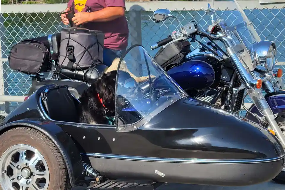 A black dog with a red collar sits in a black motorcycle sidecar, looking out the window, while a person in a maroon shirt…