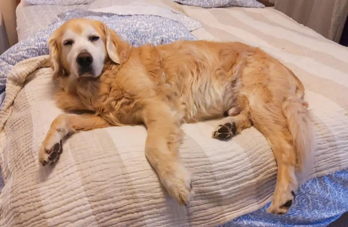 A golden retriever is lying on a bed with a striped beige and white blanket, looking relaxed and slightly sleepy with…