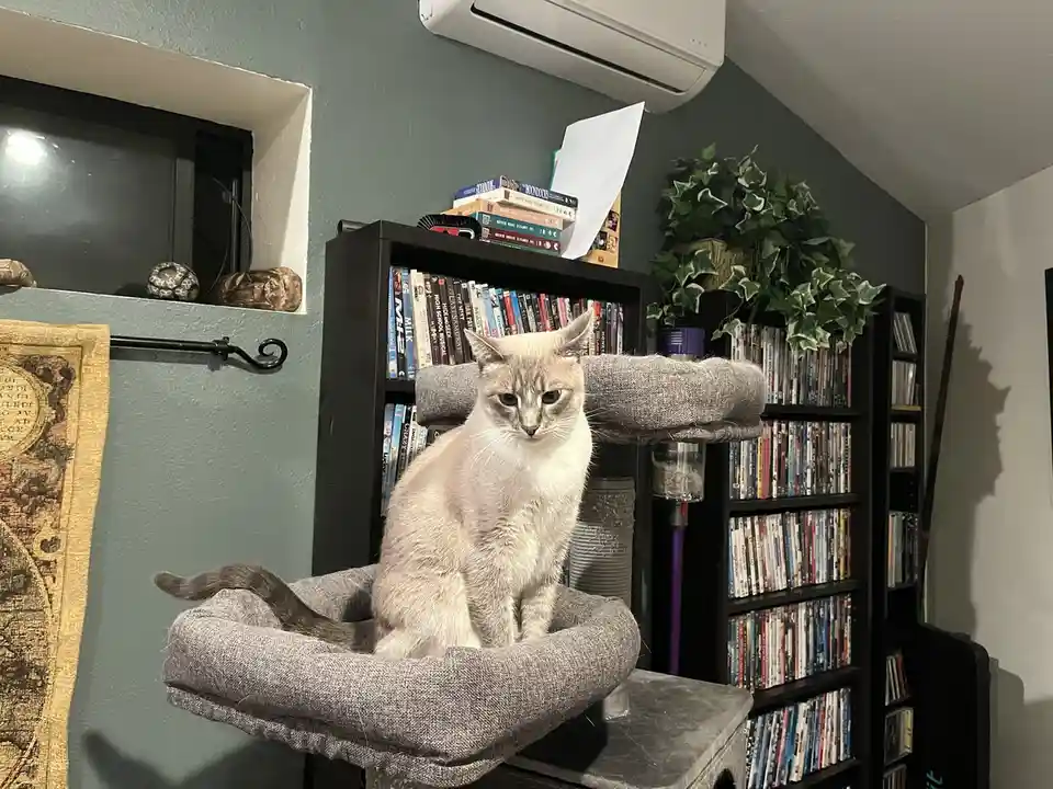A light-colored cat with a serious expression sits upright on a gray fabric cat tree perch in a room with dark green walls…