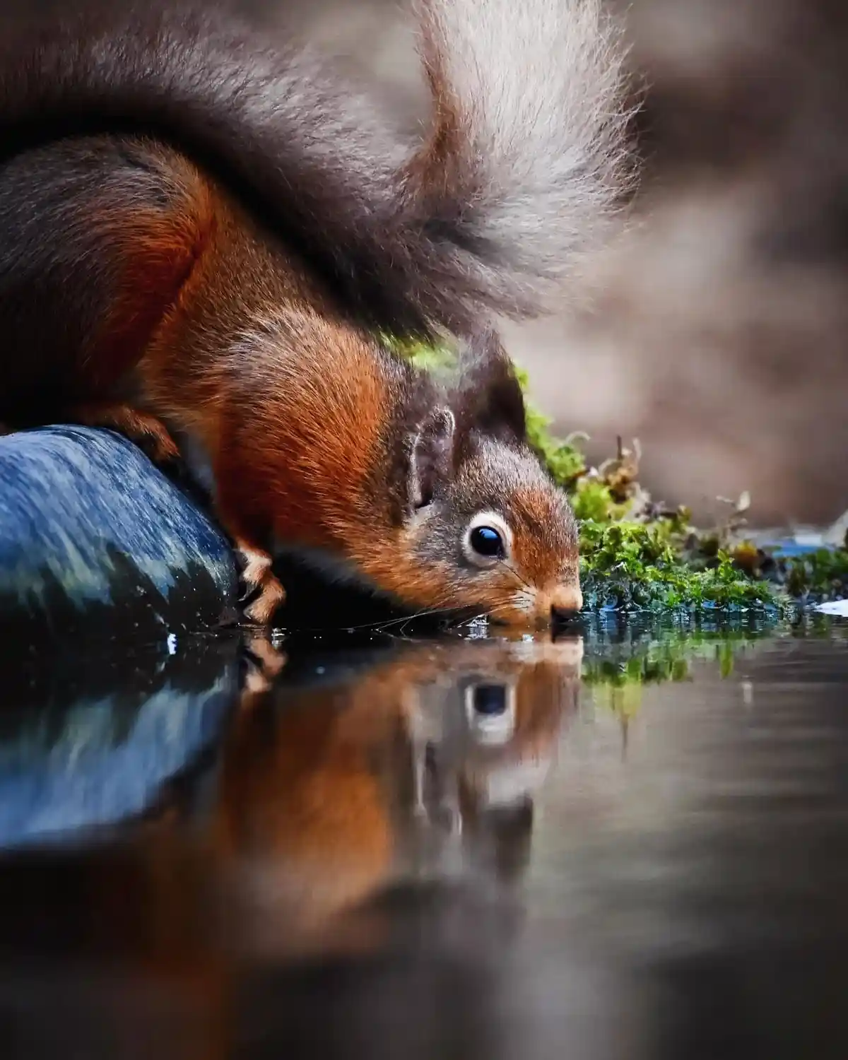 A red squirrel with a fluffy tail is drinking water from a calm, reflective surface, its face and the rock it's perched on…