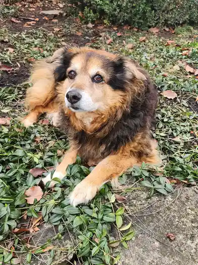 A fluffy, medium-sized dog with brown, black, and white fur is lying down on green ground cover and fallen leaves, looking…